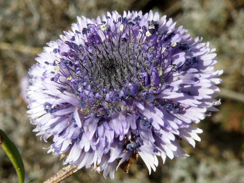 Globularia alypum / Vedovelle cespugliose